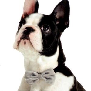 Ancol Velvet Bow Dog Collar & Leash Set